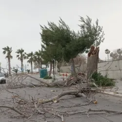 Verde pubblico, al via l’abbattimento di 247 alberi potenzialmente pericolosi