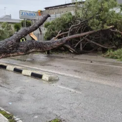 Abbattimento 247 alberi pericolanti: le reazioni