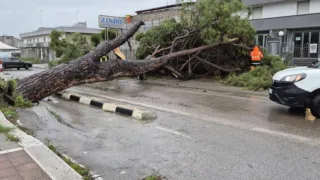 Abbattimento 247 alberi pericolanti: le reazioni