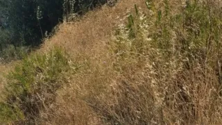 Erba secca a rischio incendio in via Valdemaro Vecchi: la segnalazione dei residenti