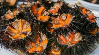Riccio di mare, la Regione Puglia proroga il fermo pesca fino al 2029