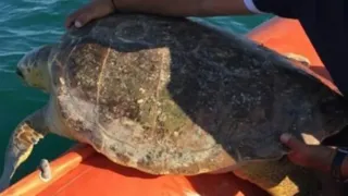 Tra Molfetta e Margherita di Savoia 4 tartarughe verdi morte in 50 giorni, Wwf: «Dato anomalo»